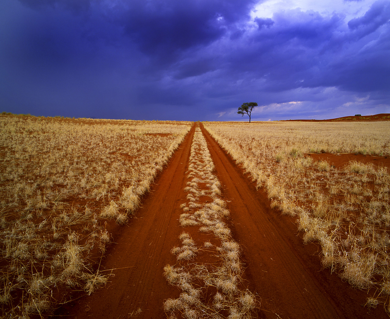 #010004-4 - Desert Track & Tree, Namibia, Africa