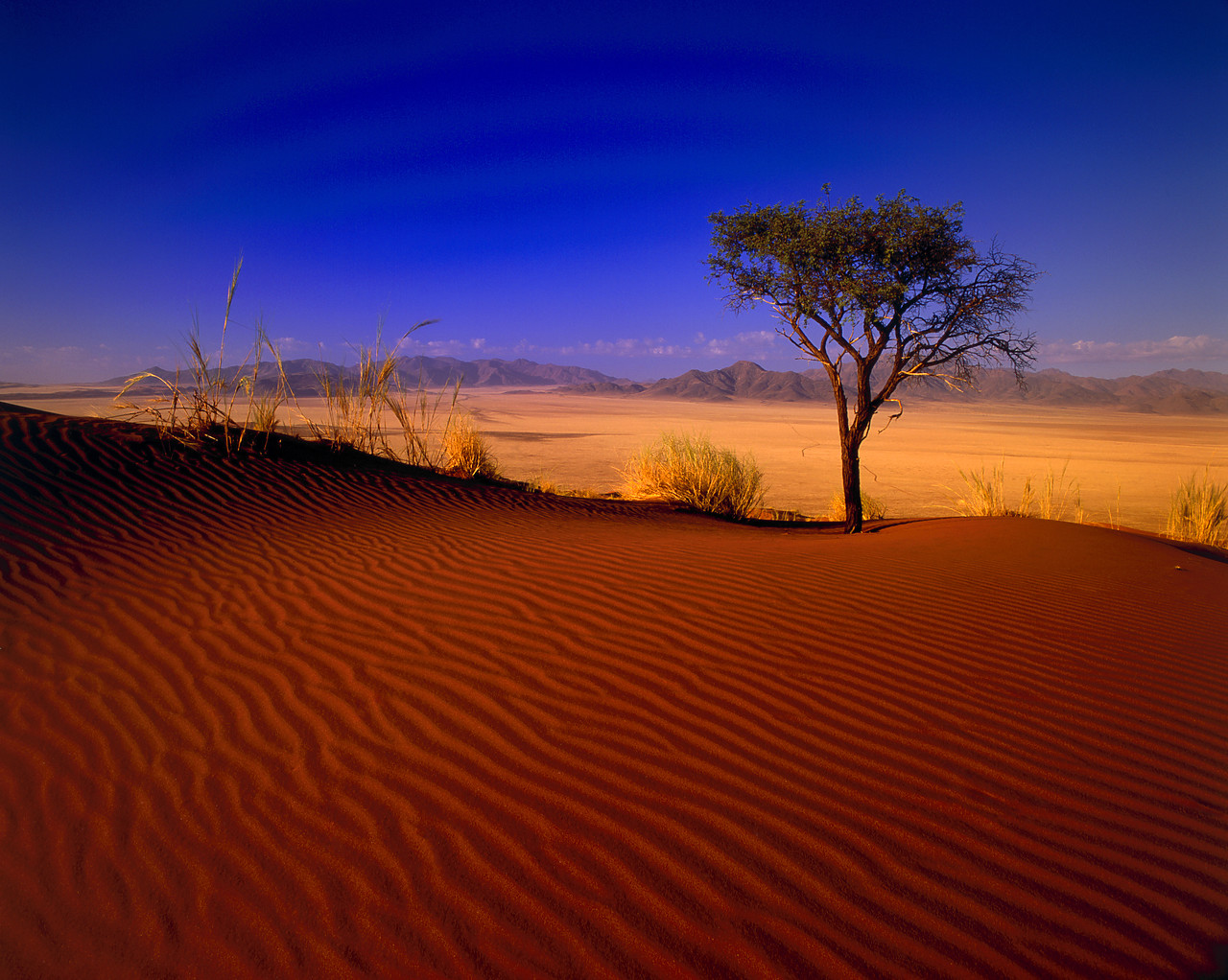#010006-1 - Sand Dune & Tree, Sossusvlei, Namibia, Africa