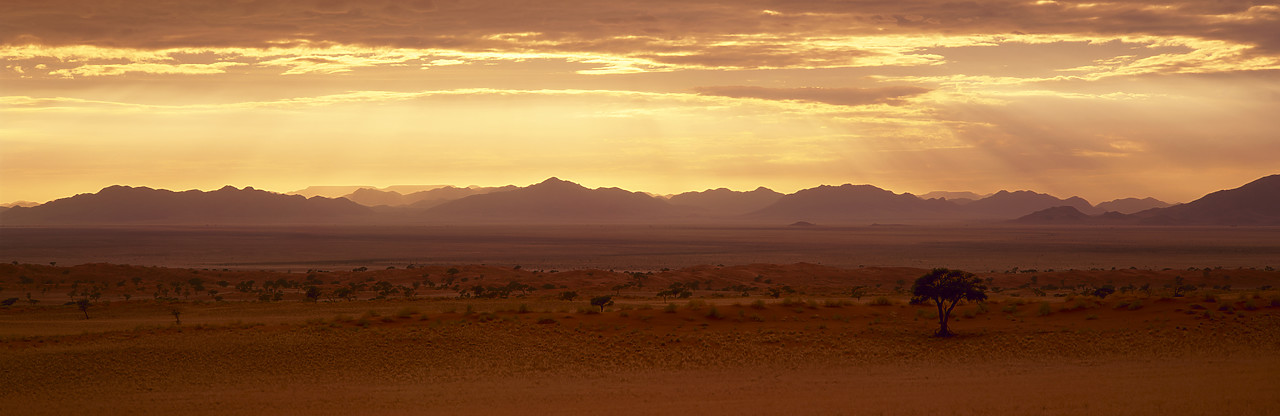 #010013-1 - Lone Tree, Namib Rand, Namibia, Africa