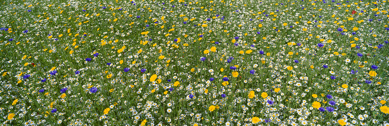 #010019-4 - Corn Marigold, Corn Camomile, & Corn Flowers, East Ruston, Norfolk, England