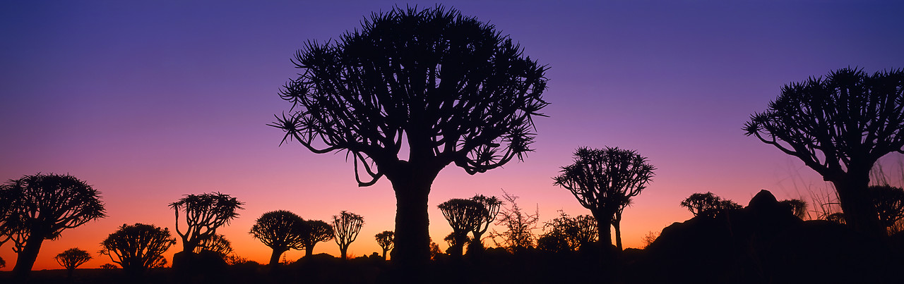 #010020-1 - Quiver Trees at Dawn, Keetmanshoop, Namibia, Africa