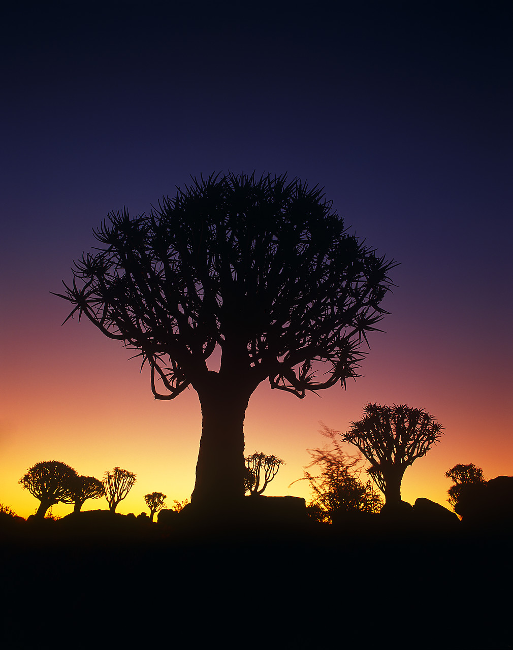 #010020-3 - Quiver Trees at Dusk, Keetmanshoop, Namibia, Africa