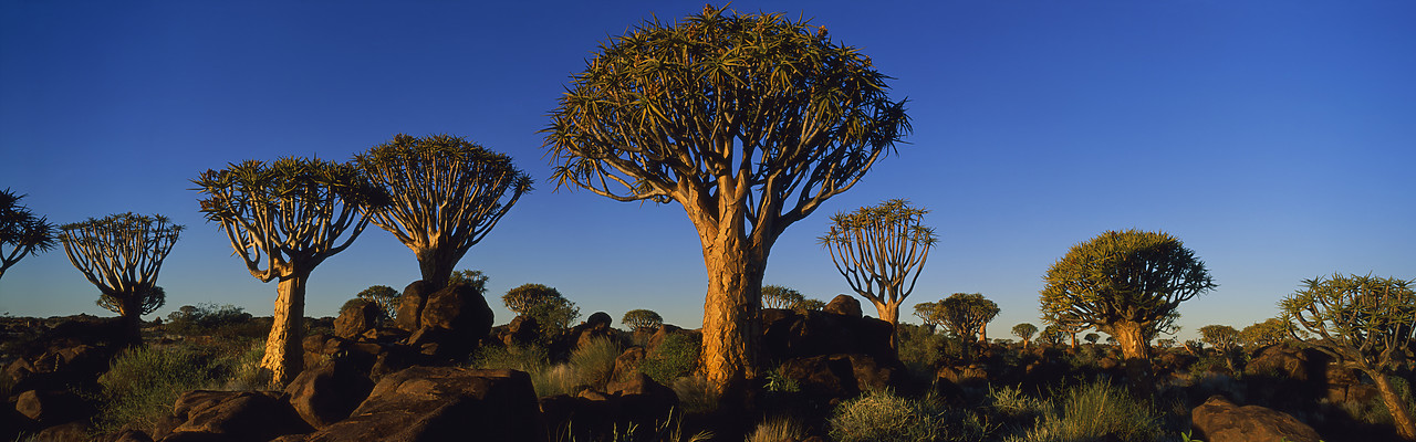 #010021-3 - Quiver Trees, Keetmanshoop, Nambia, Africa