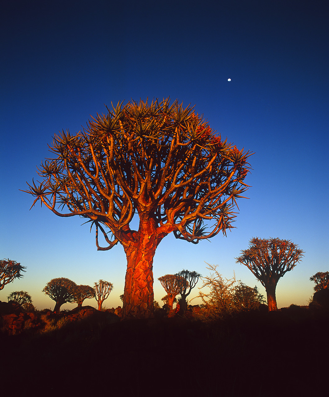 #010023-2 - Moon over Quiver Trees, Keetmanshoop, Namibia, Africa