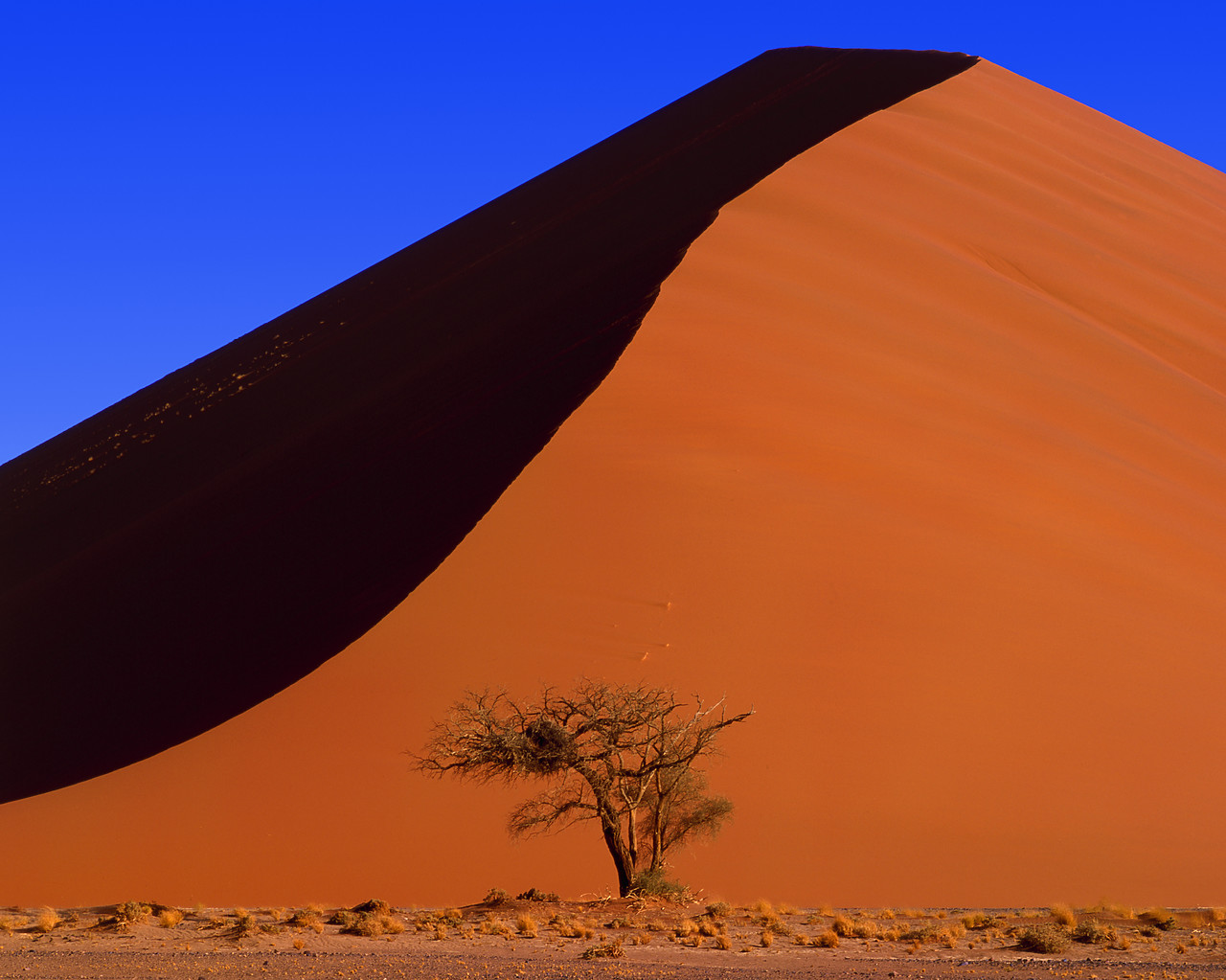 #010053-16 - Sand Dune & Tree, Sossusvlei, Namibia, Africa
