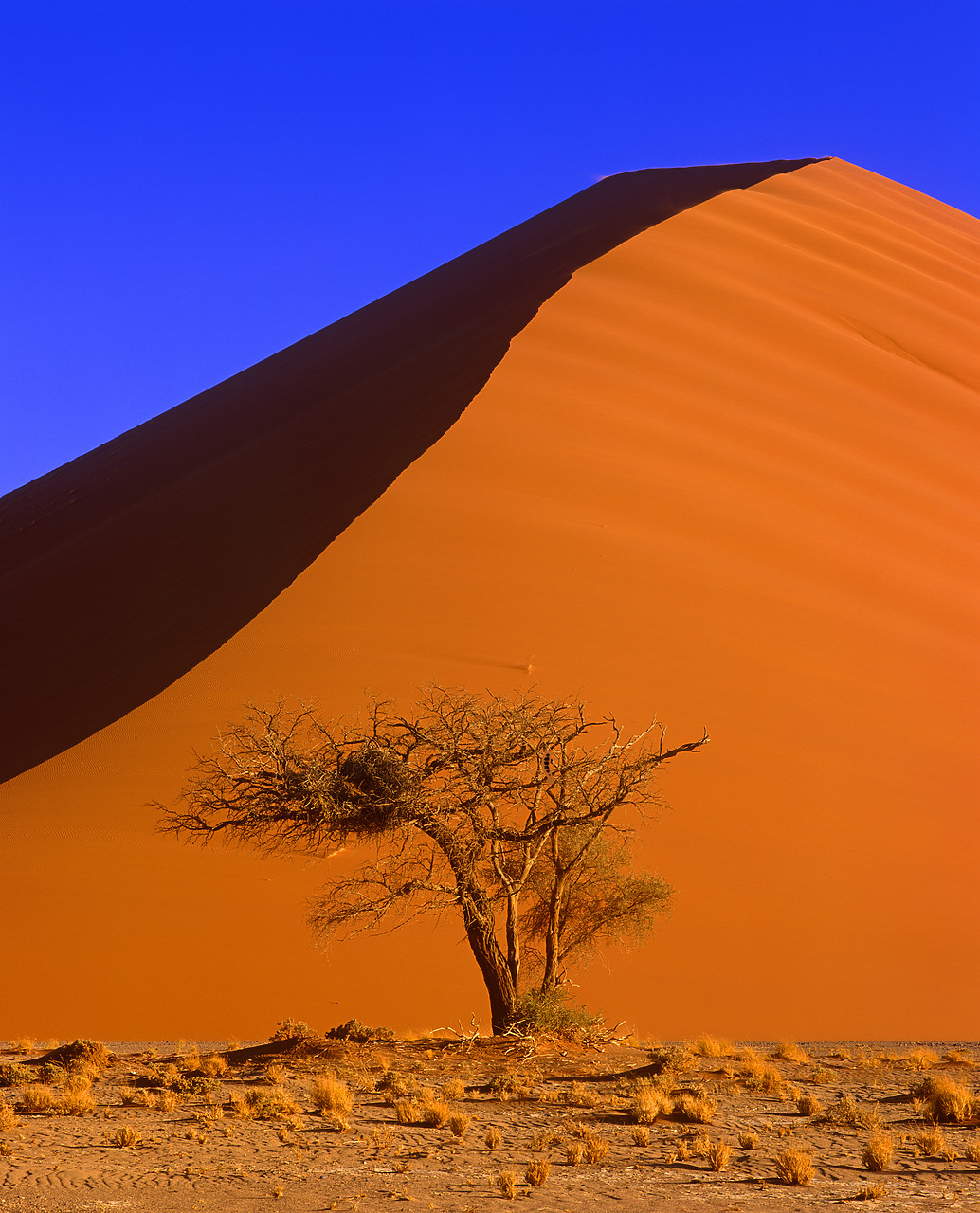 #010053-5 - Sand Dune & Tree, Sossusvlei, Namibia, Africa