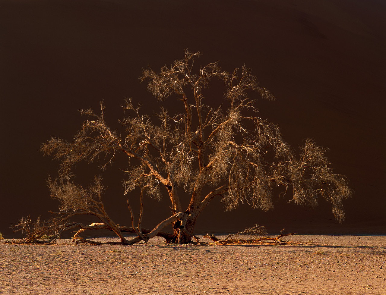 #010063-2 - Sand Dune & Tree, Sossusvlei, Namibia, Africa