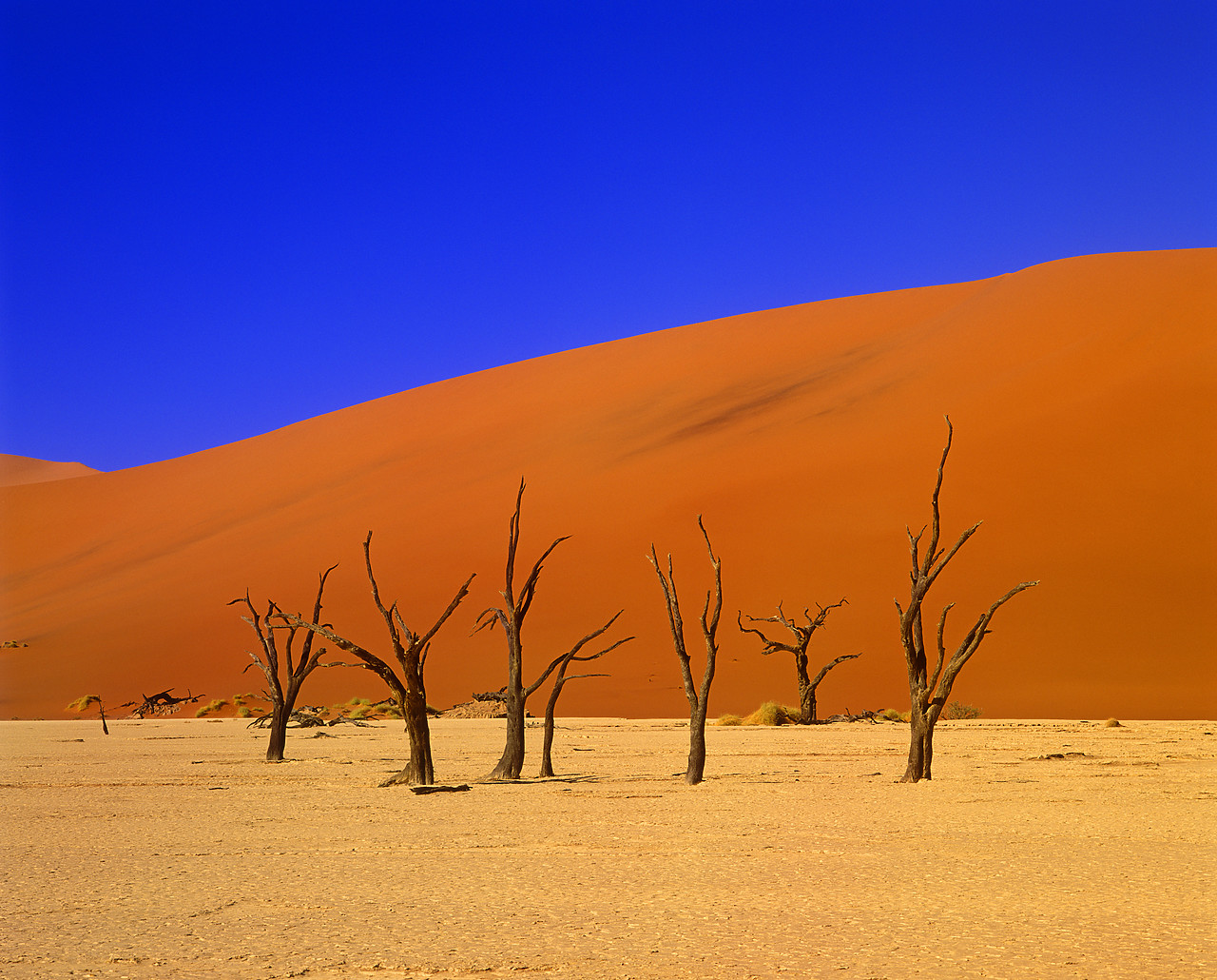 #010074-1 - Dead Camel Thorn Trees & Sand Dune, Deadvlei, Namibia, Africa