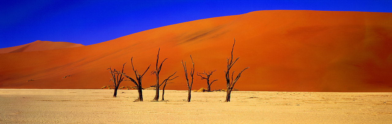 #010074-5 - Camel Thorn Trees & Sand Dunes, Deadvlei, Namibia, Africa