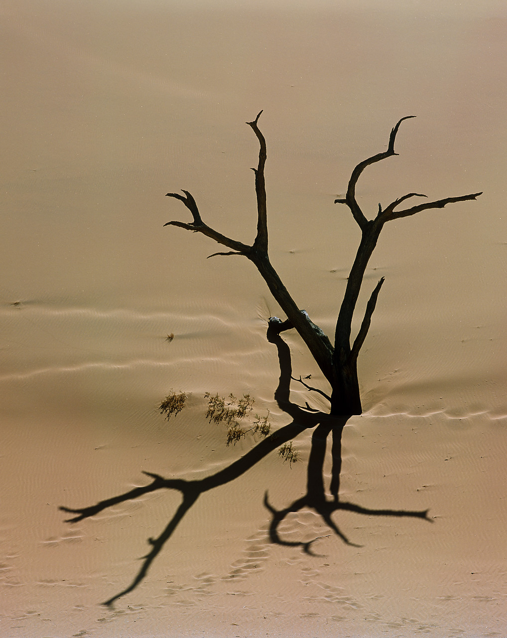 #010077-1 - Dead Camel Thorn Tree Shadows & Sand Dune, Deadvlei, Namibia, Africa