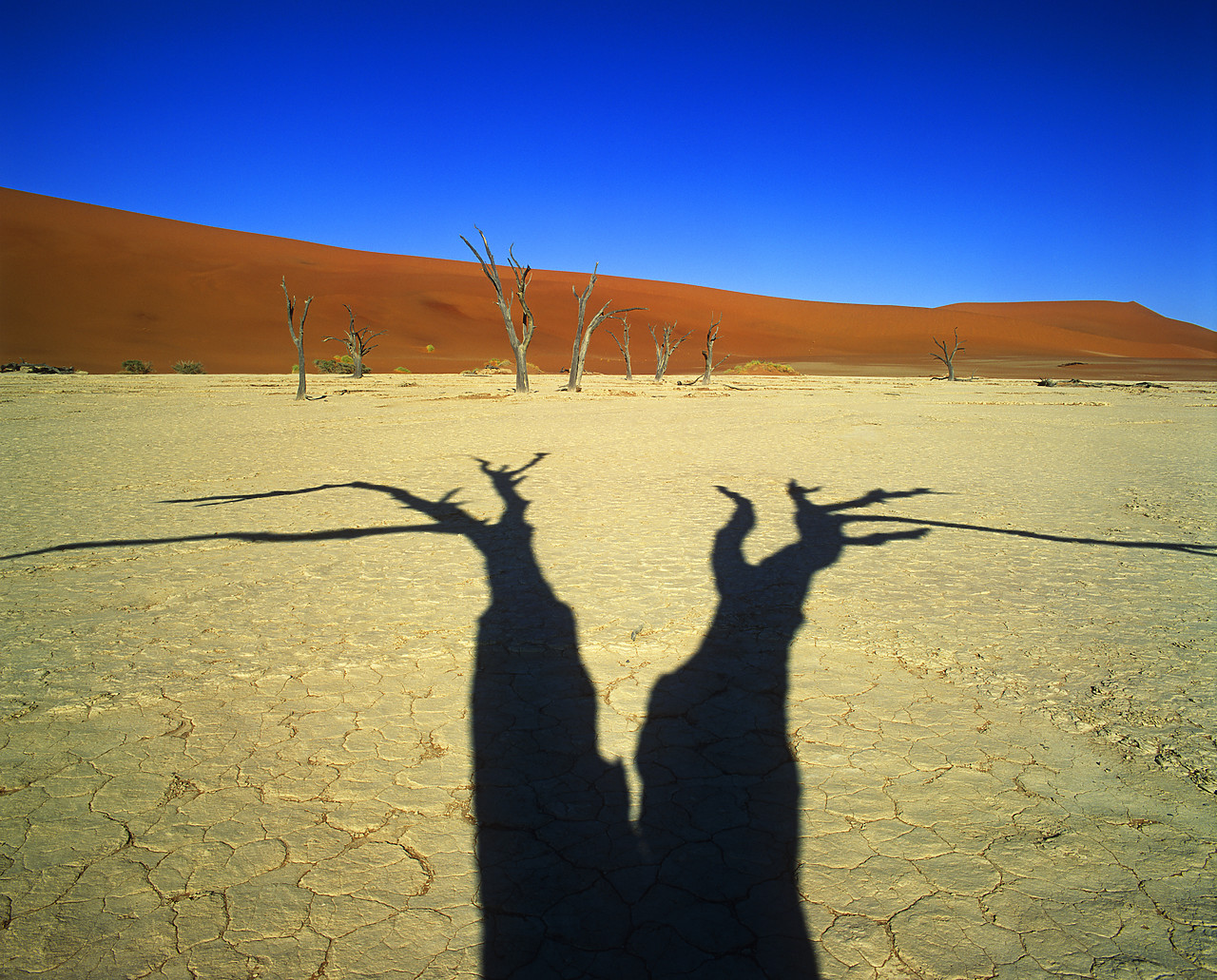 #010079-1 - Dead Camel Thorn Trees & Shadow, Deadvlei, Namibia, Africa