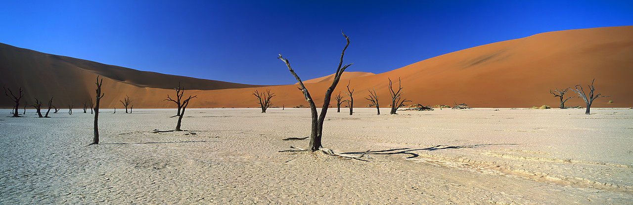 #010080-2 - Sand Dune & Dead Camel Thorn Trees, Deadvlei, Namibia, Africa