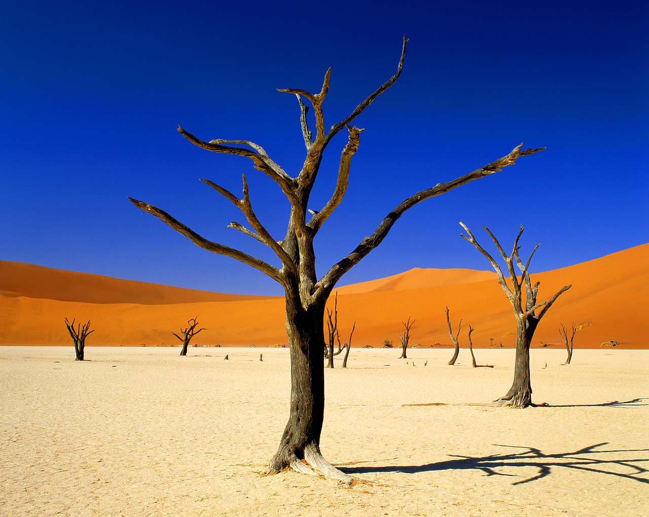 #010082-3 - Camel Thorn Trees & Sand Dunes, Deadvlei, Namibia, Africa