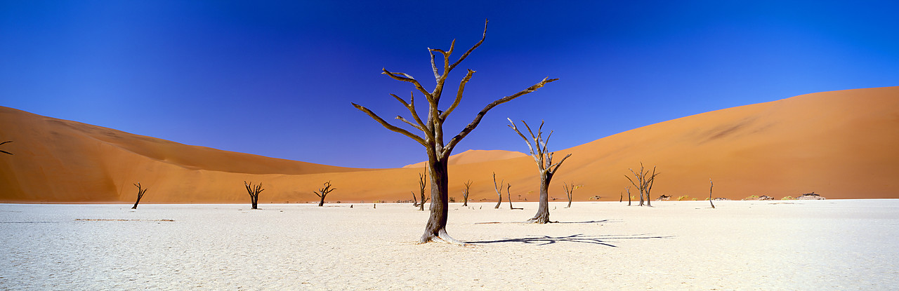 #010082-7 - Sand Dune & Dead Camel Thorn Trees, Deadvlei, Namibia, Africa