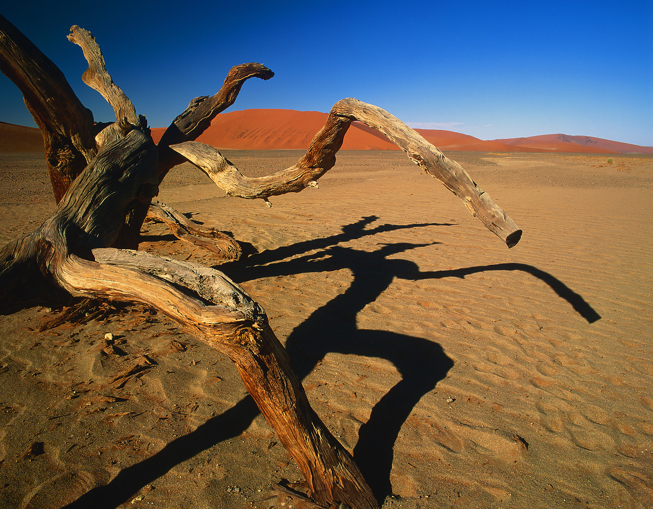 #010083-1 - Running Man Tree & Sand Dunes, Sossusvlei, Namibia, Africa