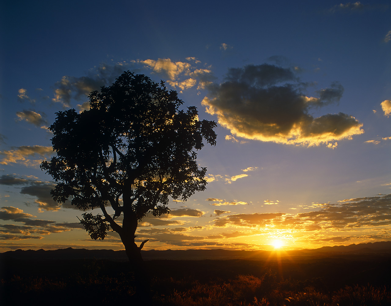 #010086-1 - Silhouette of Tree at Sunrise, Namibia, Africa