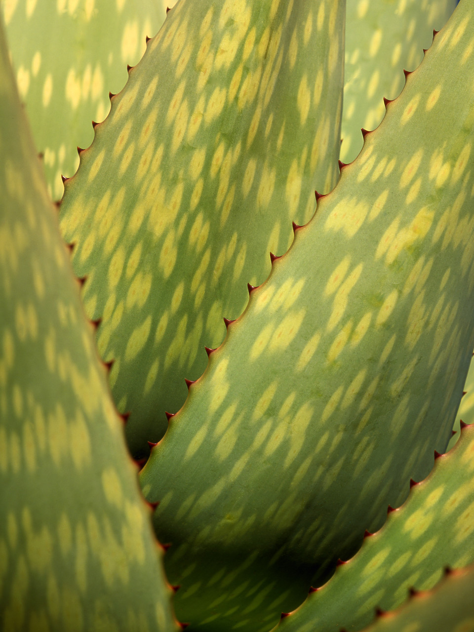 #010088-1 - Yucca Plant Detail, Keetmanshoop, Nambia, Africa