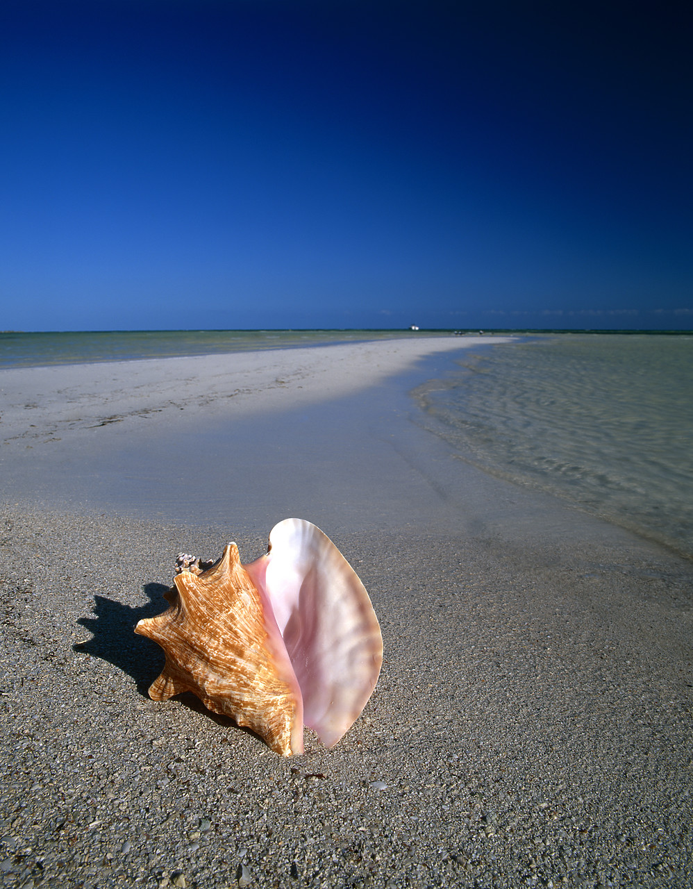 #010200-2 - Conch Shell on Beach, Florida Keys, USA