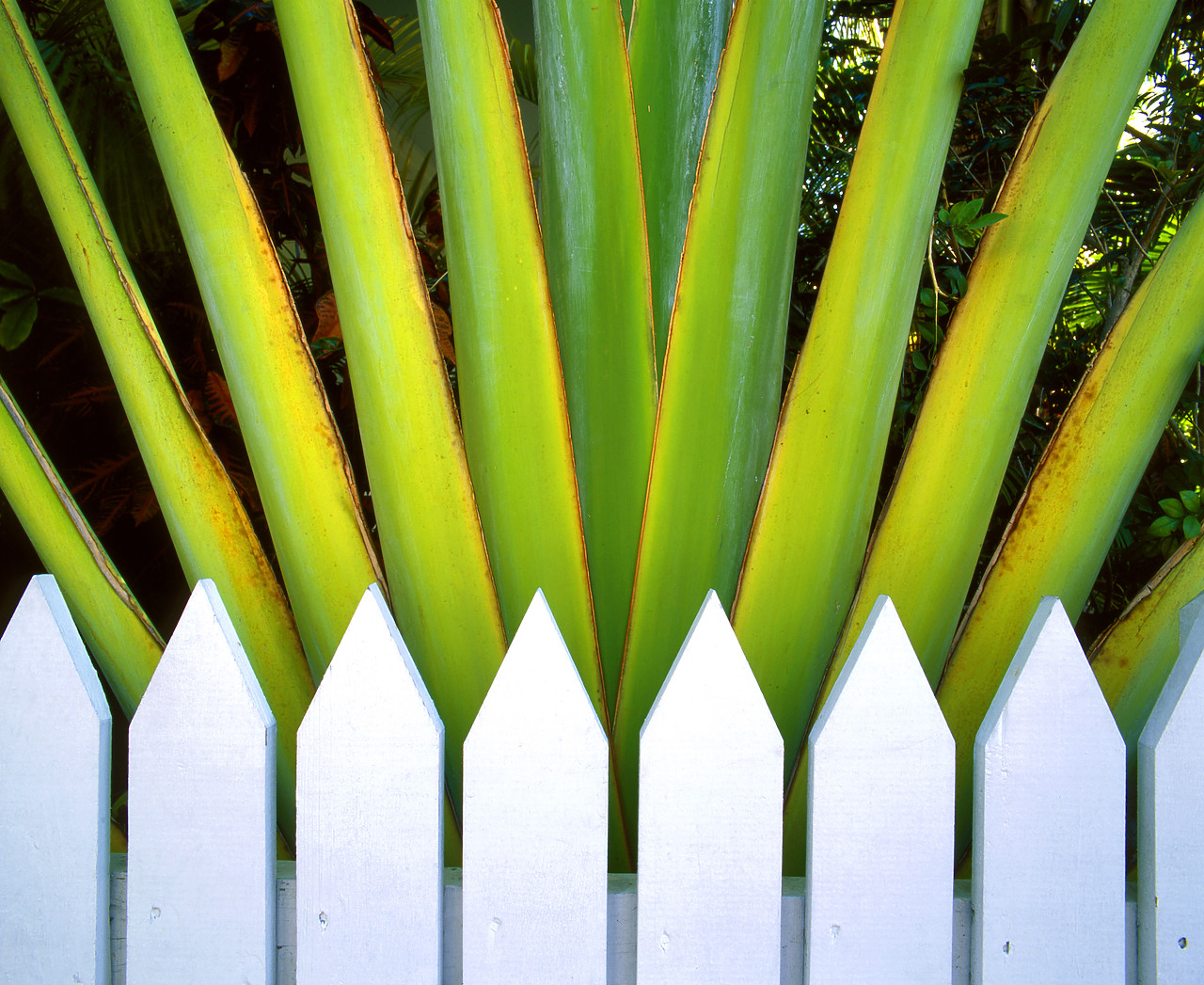 #010219-2 - Palm & Picket Fence, Key West, Florida, USA