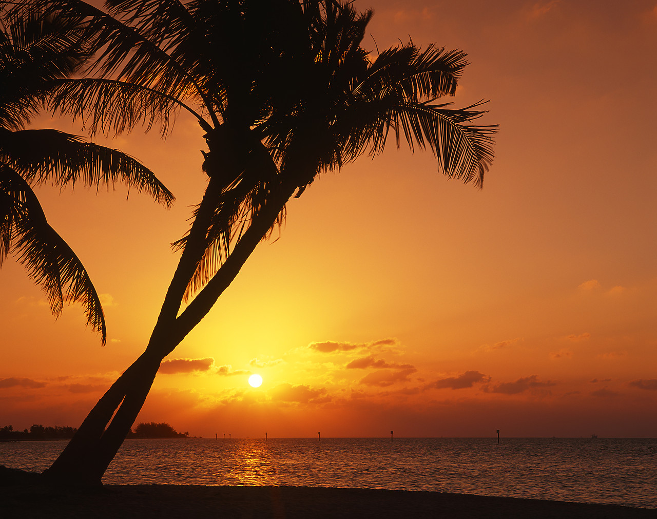 #010228-1 - Palm Trees at Sunrise, Key West, Florida, USA