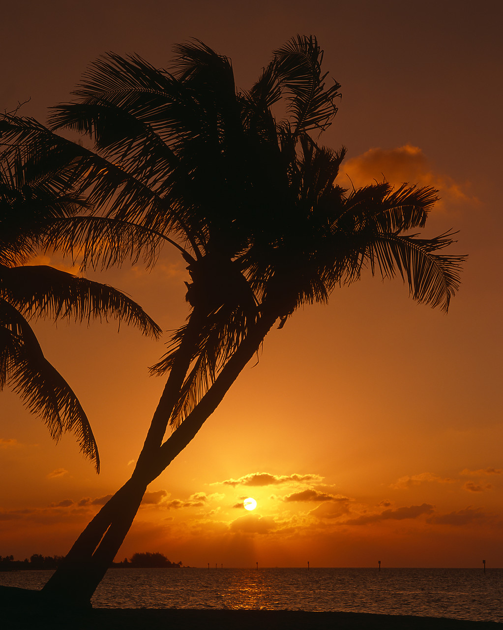 #010228-4 - Palm Trees at Sunrise, Key West, Florida, USA
