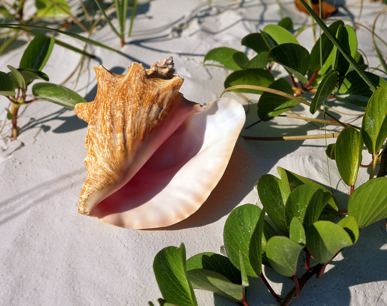 #010234-2 - Conch Shell, Sanibel Island, Florida, USA