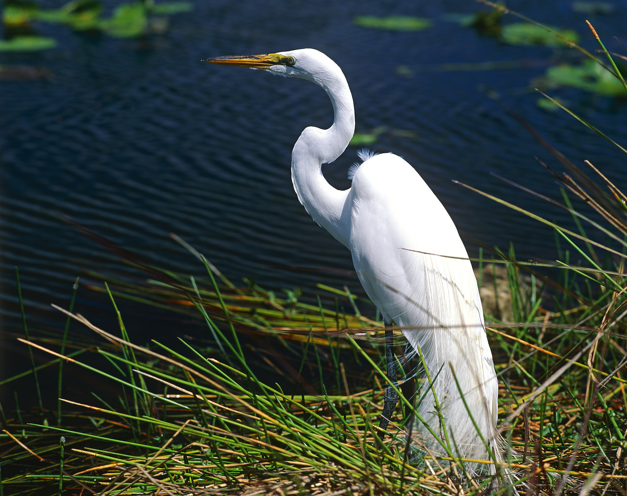 #010242-1 - Great Egret, Everglades National Park, Florida, USA