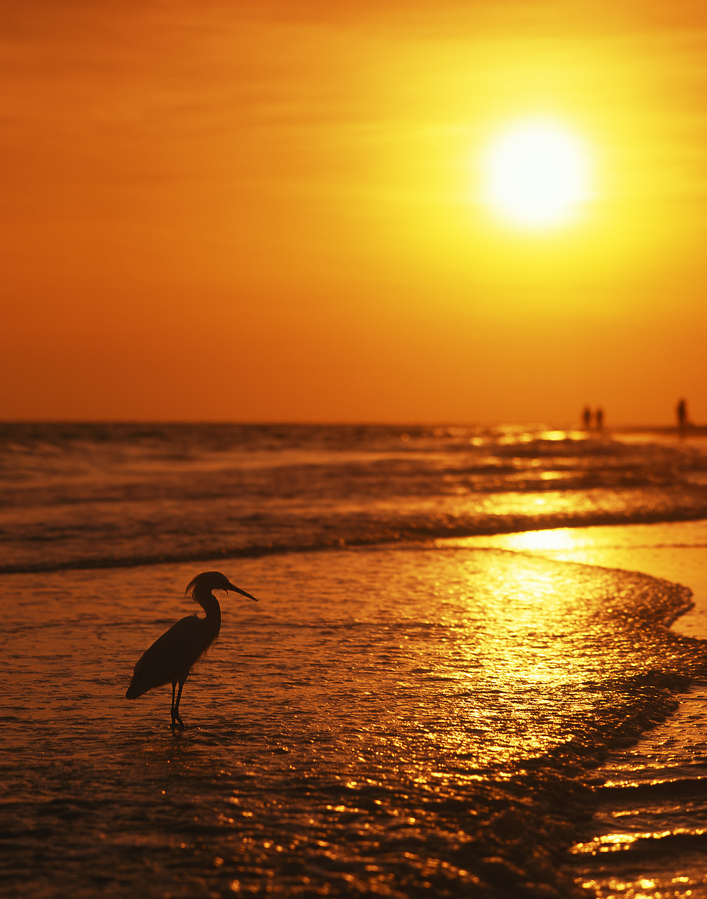 #010251-1 - Egret at Sunset, Siesta Key, Florida, USA