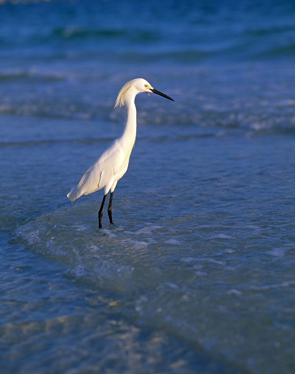 #010256-1 - Snowy Egret, Siesta Key, Florida, USA