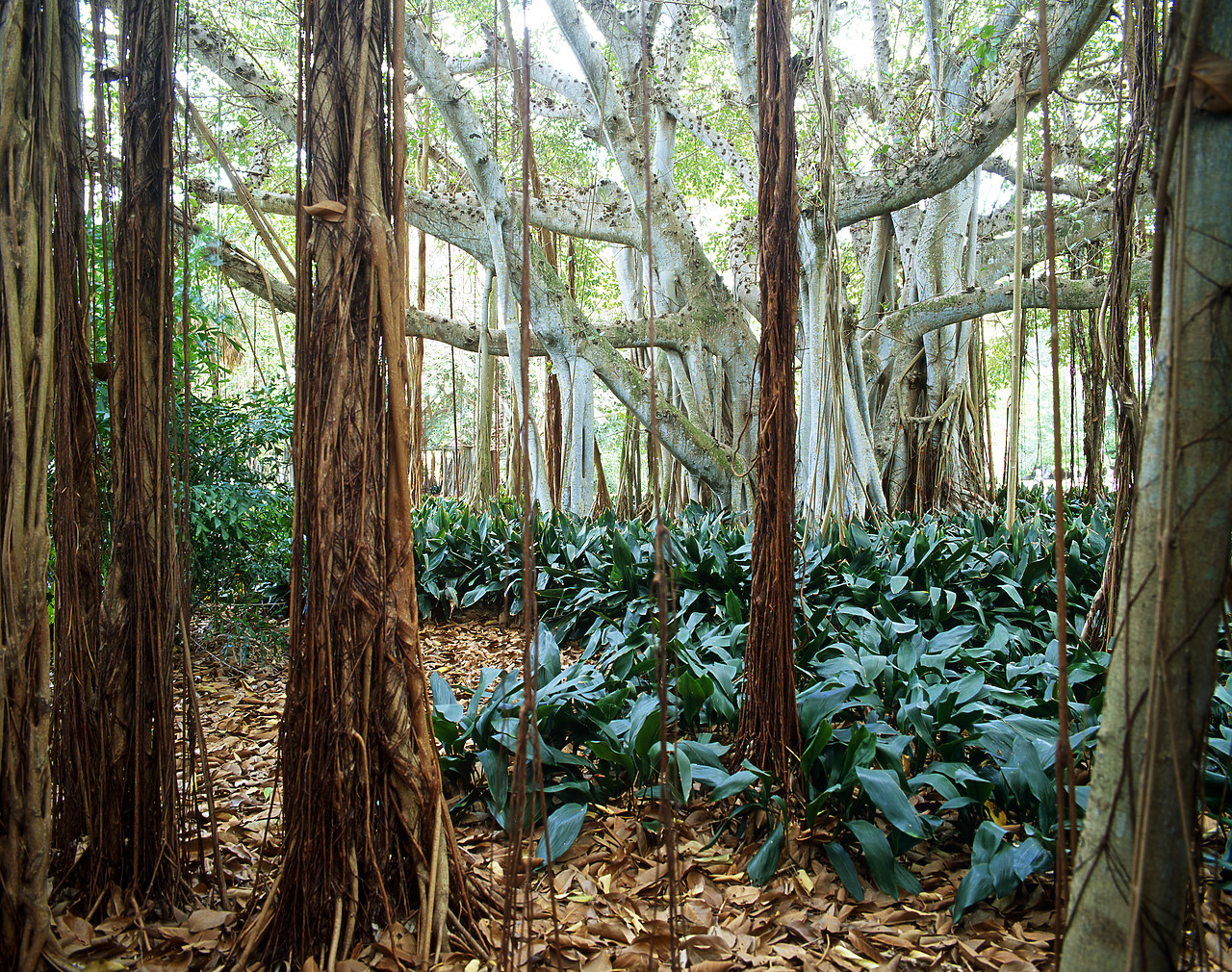 #010270-3 - Banyan Trees, Sarasota, Florida, USA