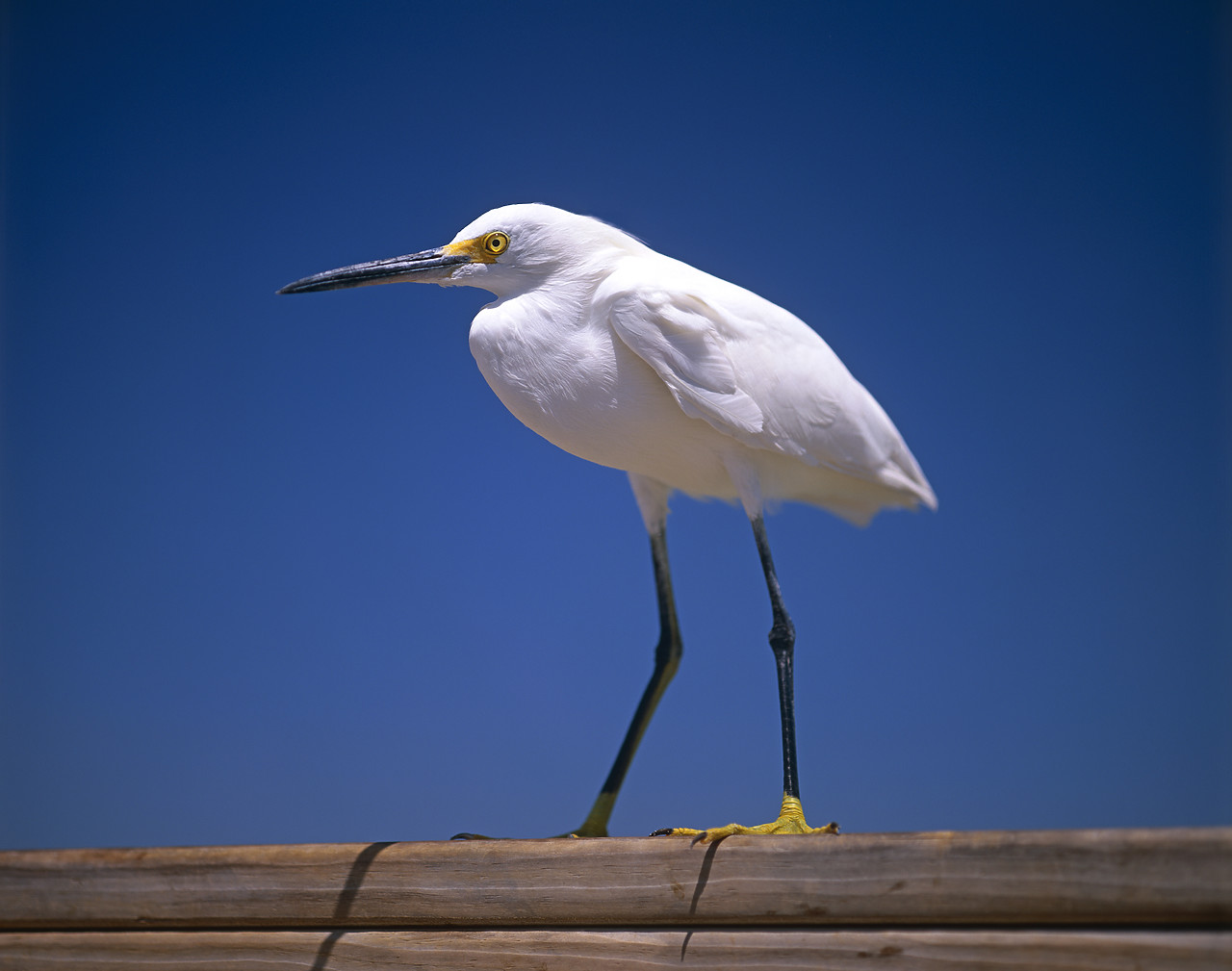 #010272-1 - Snowy Egret, Siesta Key, Florida, USA