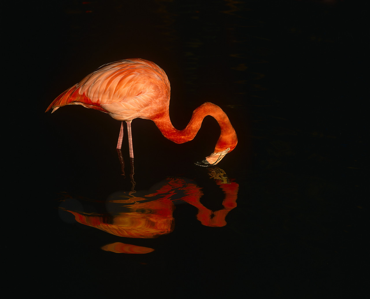 #010274-1 - Flamingo Reflecting in Water, Sarasota, Florida, USA