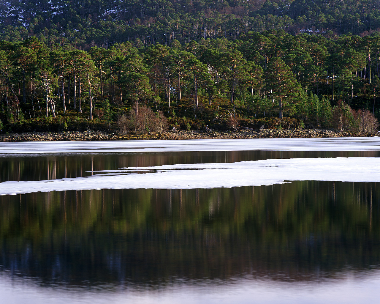 #010299-2 - Caledonian Pines Reflecting in Icy Loch, Glen Affric, Highland Region, Scotland