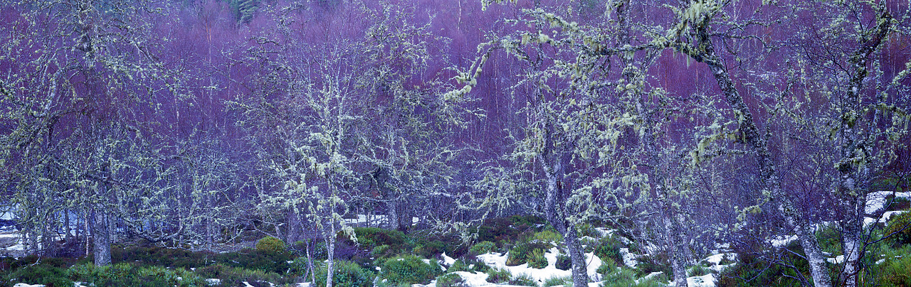 #010303-1 - Birch Trees & Lichen in Winter, Glen Affric, Highland Region, Scotland