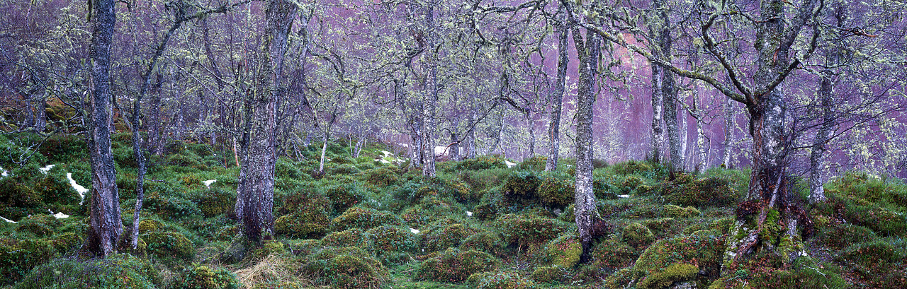#010304-1 - Birch Trees & Lichen in Winter, Glen Affric, Highland Region, Scotland
