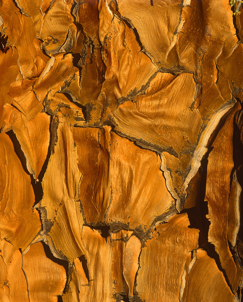 #010309-1 - Quiver Tree Bark Detail, Namibia, Africa