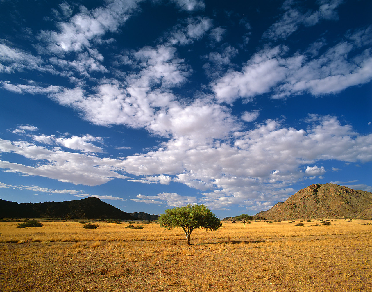 #010312-1 - Lone Tree, Sesriem, Namibia, Africa
