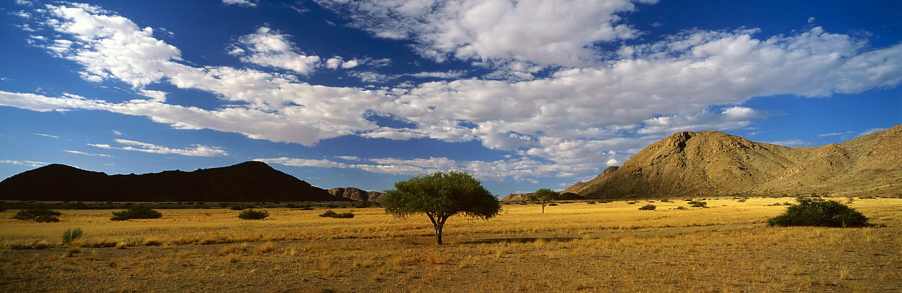 #010312-5 - Lone Tree, Sesriem, Namibia, Africa