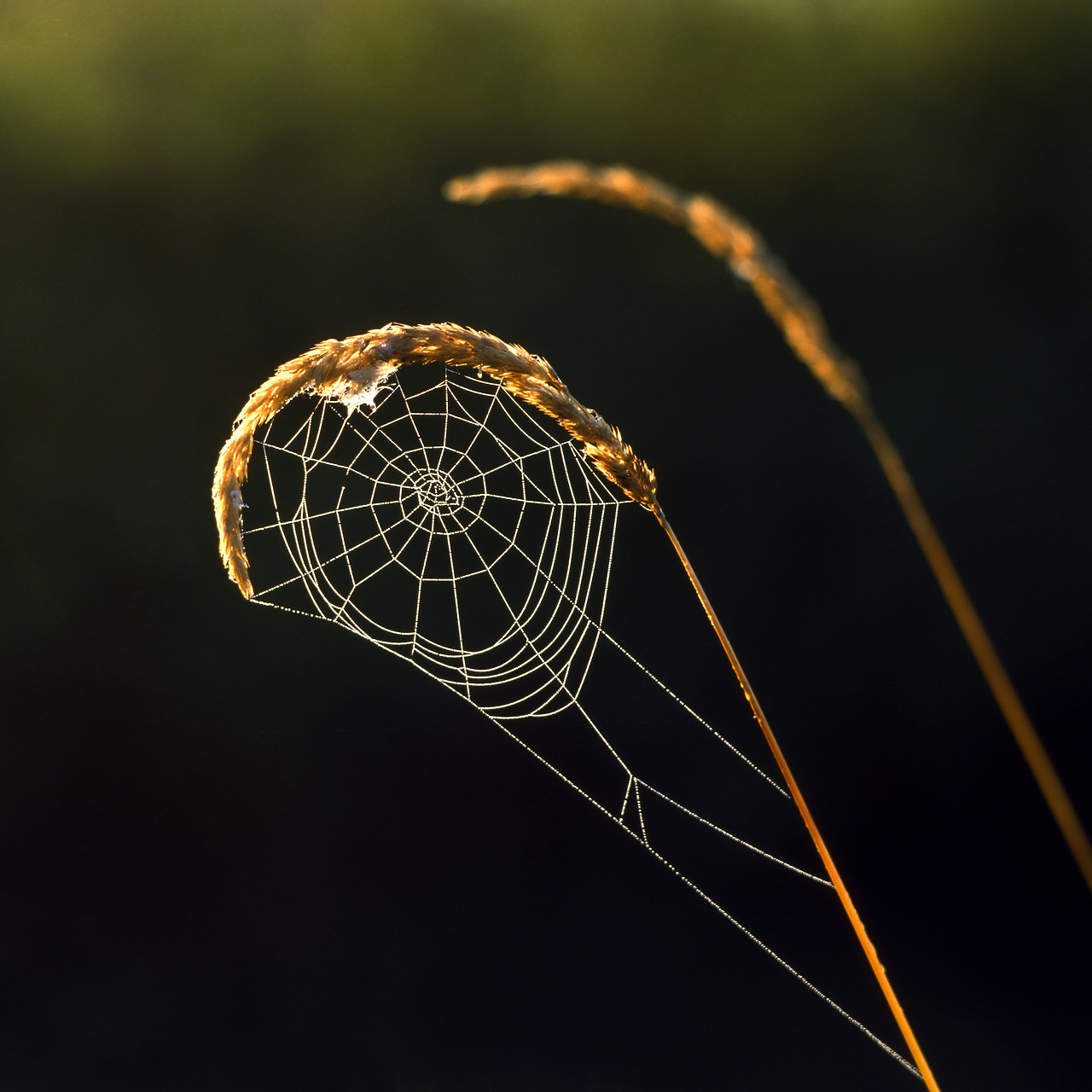 #010362-1 - Orb Spiderweb on Grass, Norfolk, England
