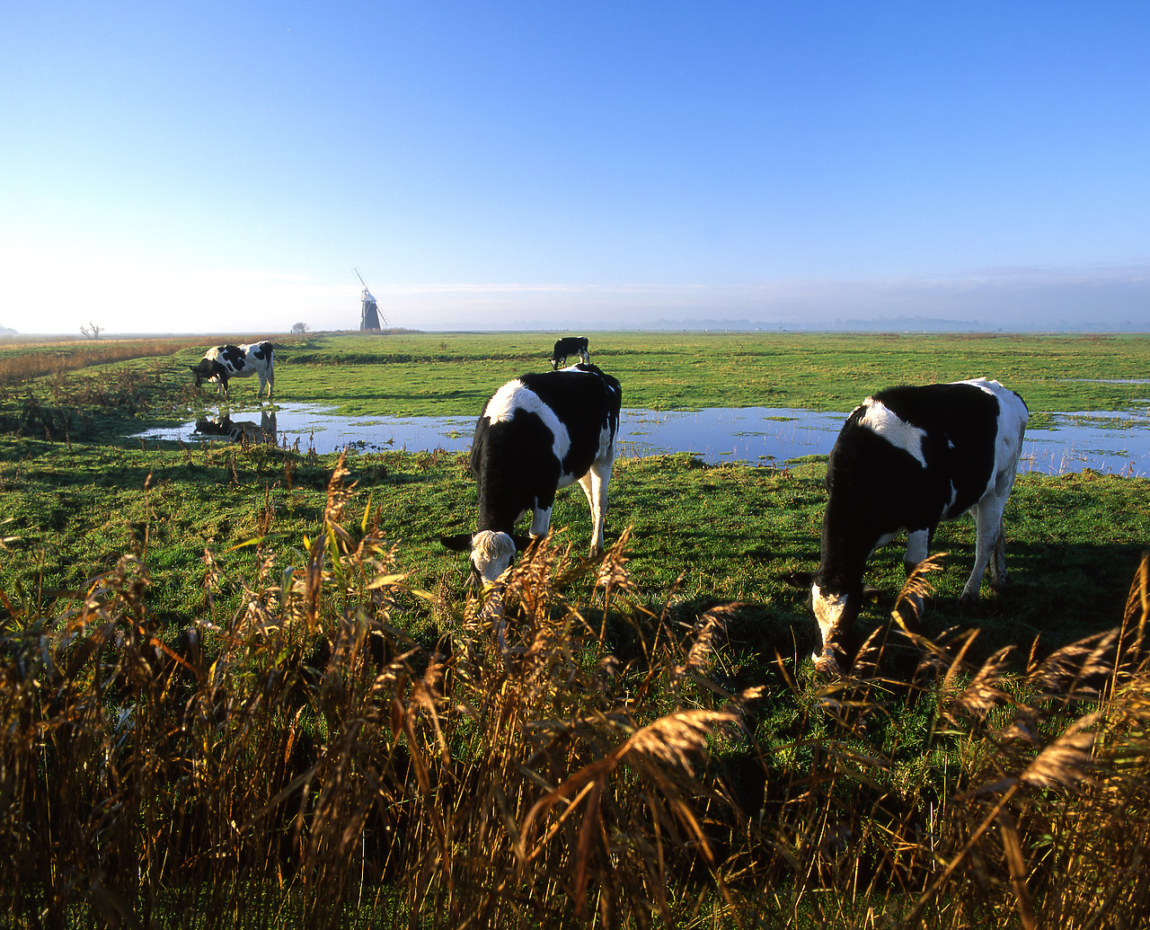 #010692-1 - Grazing Cattle on Halvergate Marshes, Halvergate, Norfolk, England