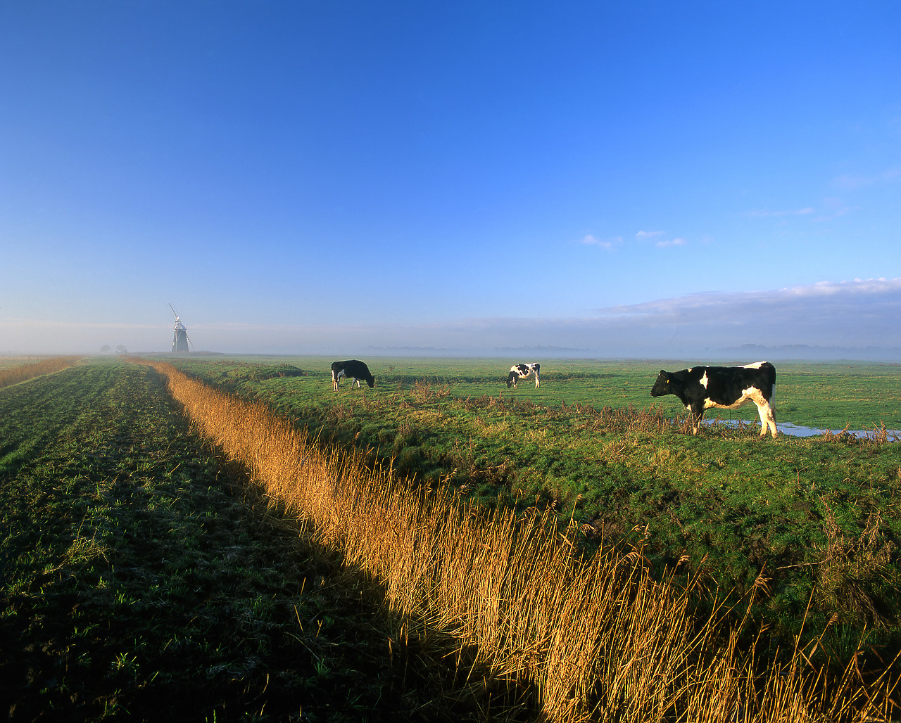 #010693-2 - Grazing Cattle on Halvergate Marshes, Halvergate, Norfolk, England