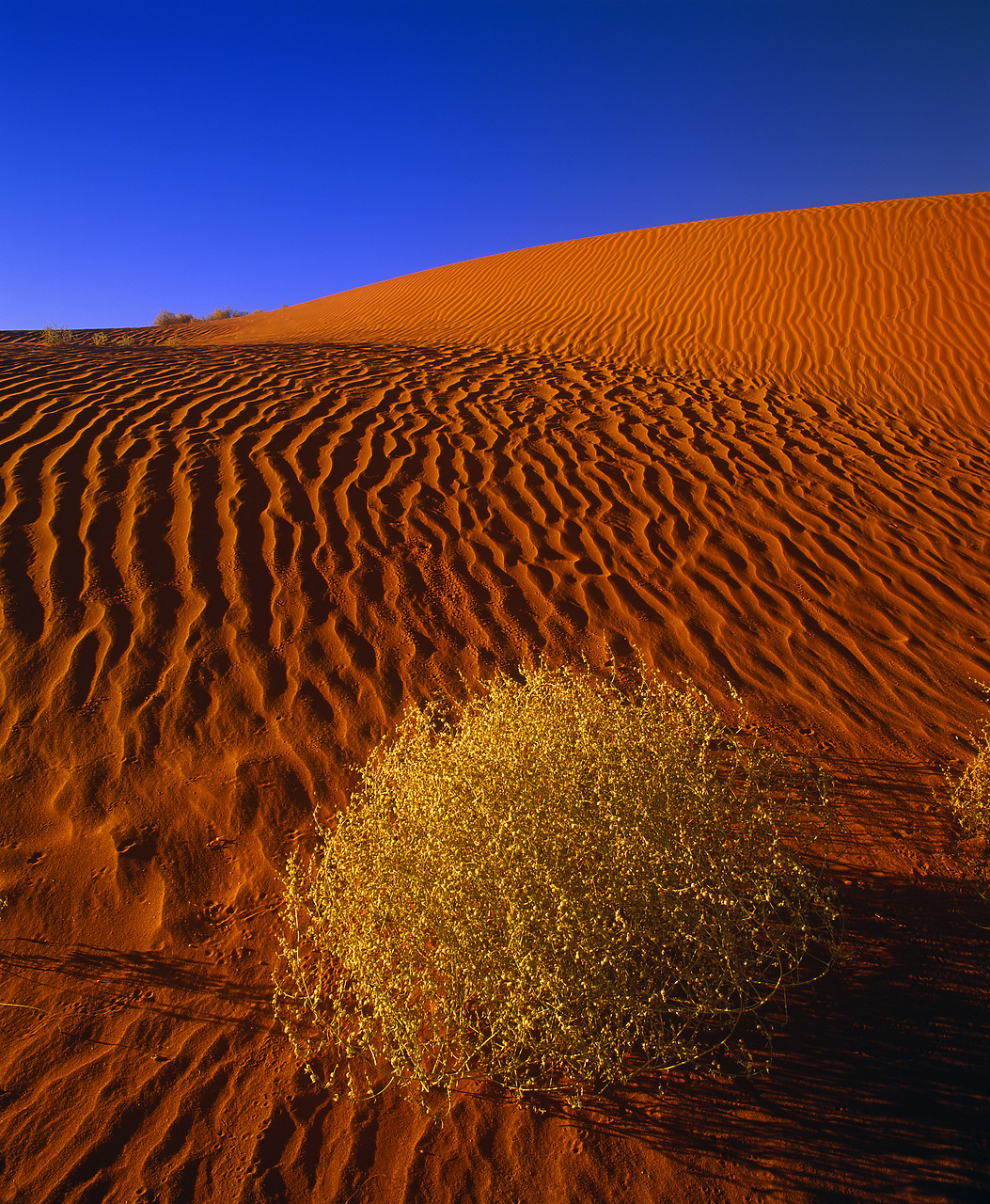#010734-1 - Sand Dune & Sage Brush, Monument Valley, Arizona, USA