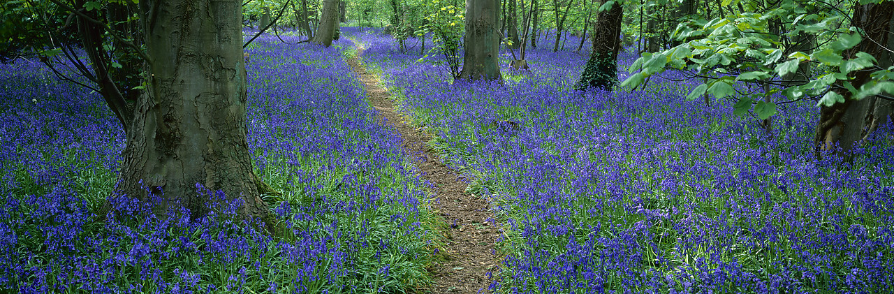 #020066-9 - Bluebell Wood, Stratton Strawless, Norfolk, England