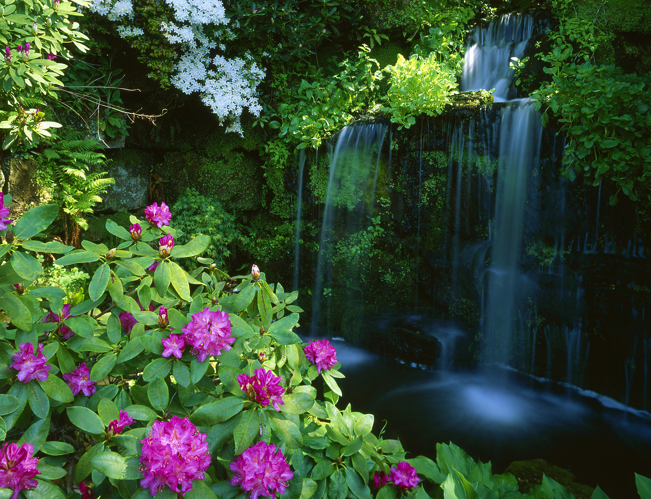 #020073-1 - Rhododendrons & Cascade, Hever Castle Gardens, Kent, England