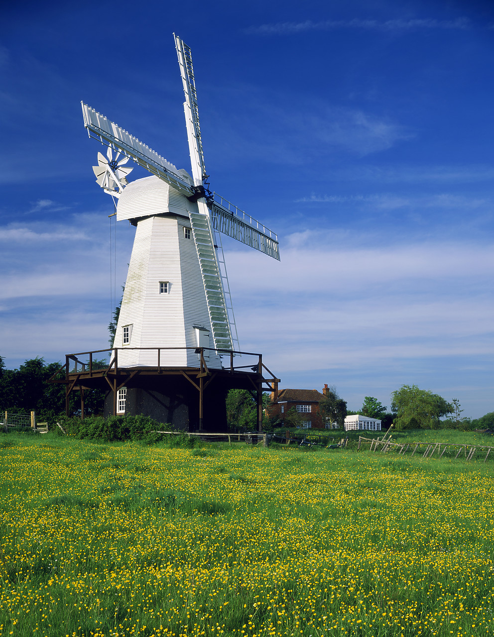 #020076-8 - Windmill & Field of Buttercups, Woodchurch, Kent, England