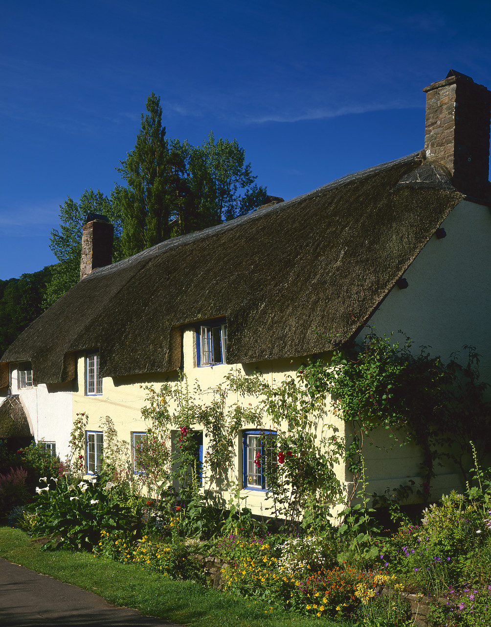 #020638-7 - Thatched Cottage & Garden, Dunster, Somerset, England