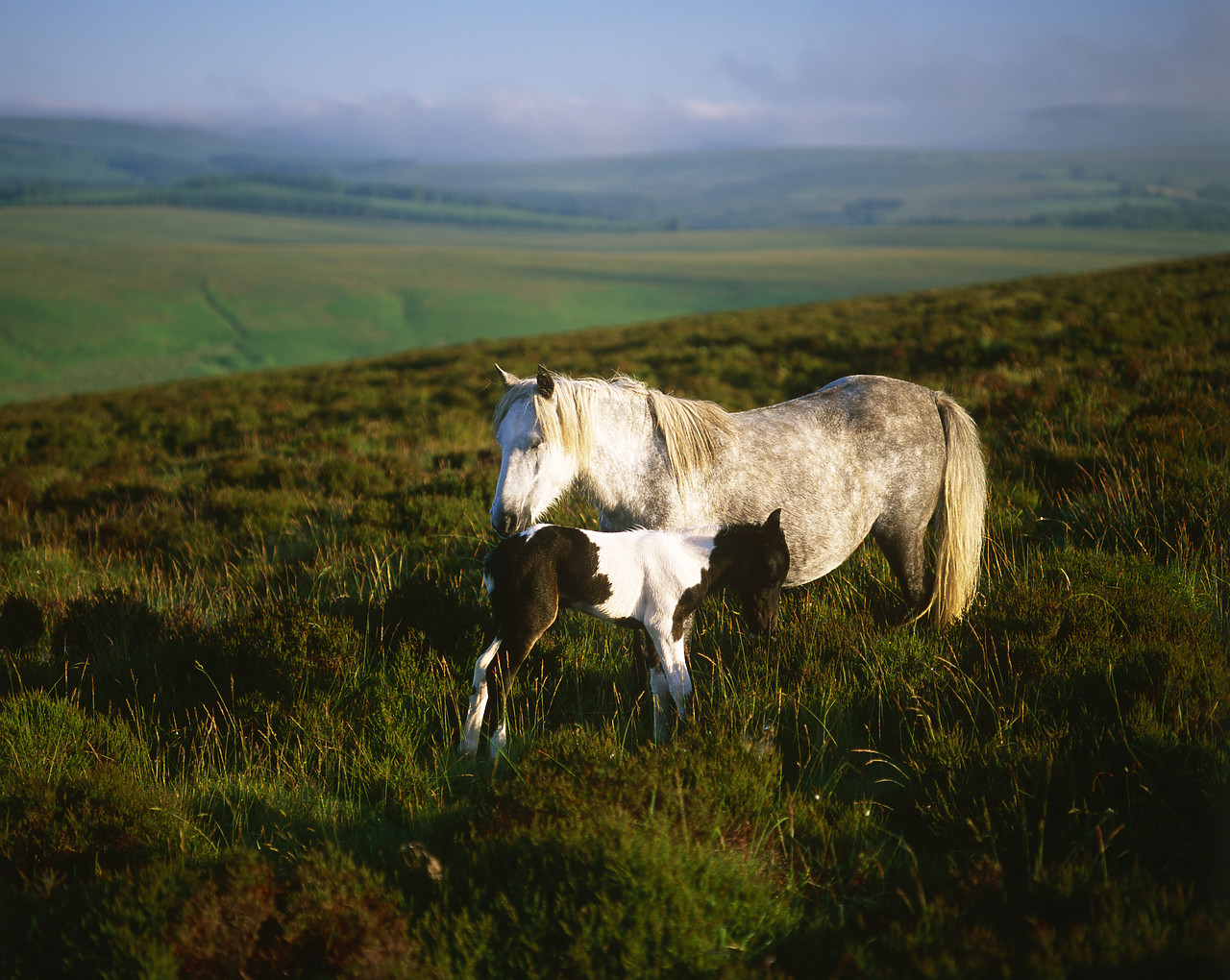 #020650-1 - Dartmoor Pony & Foal, Dartmoor National Park, Devon, England