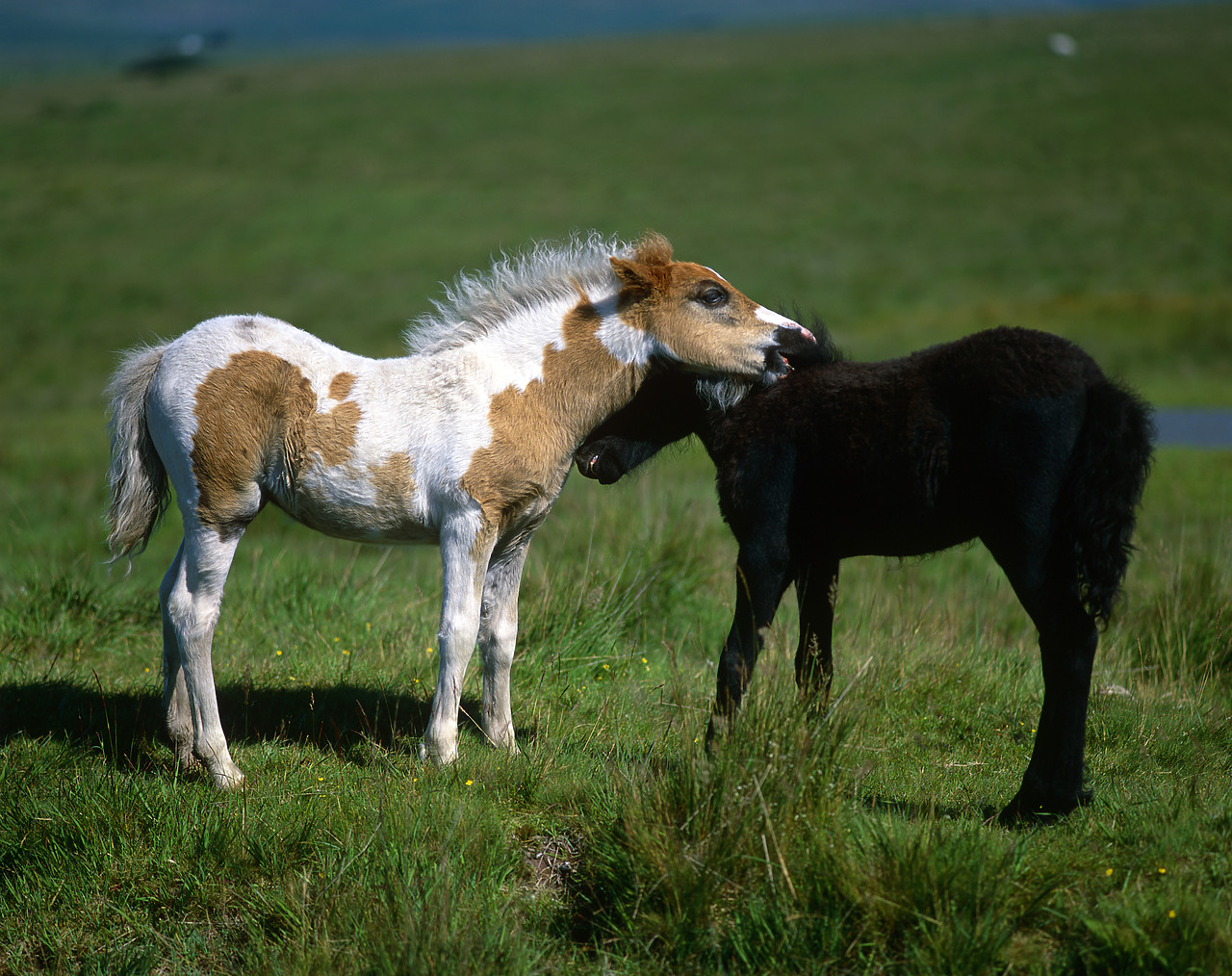 #020651-1 - Dartmoor Ponies, Dartmoor National Park, Devon, England