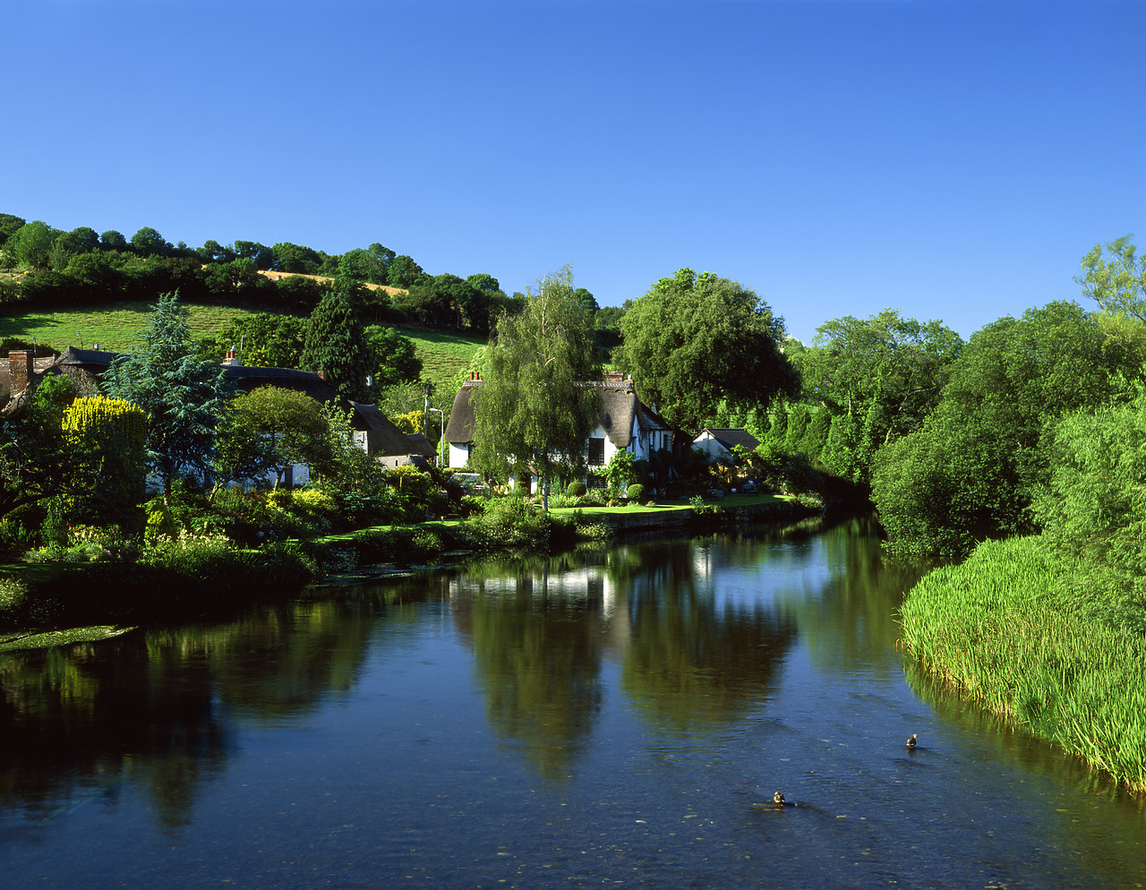 #020662-1 - Cottages along the River Axe, Bickleigh, Devon, England