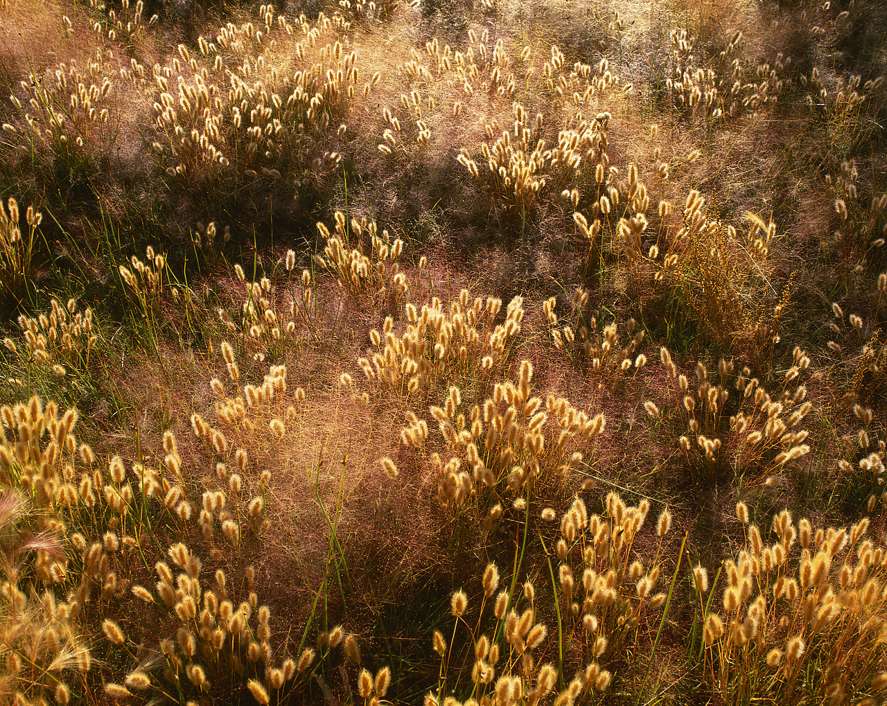 #020728-1 - Grasses, Mono Lake, California, USA